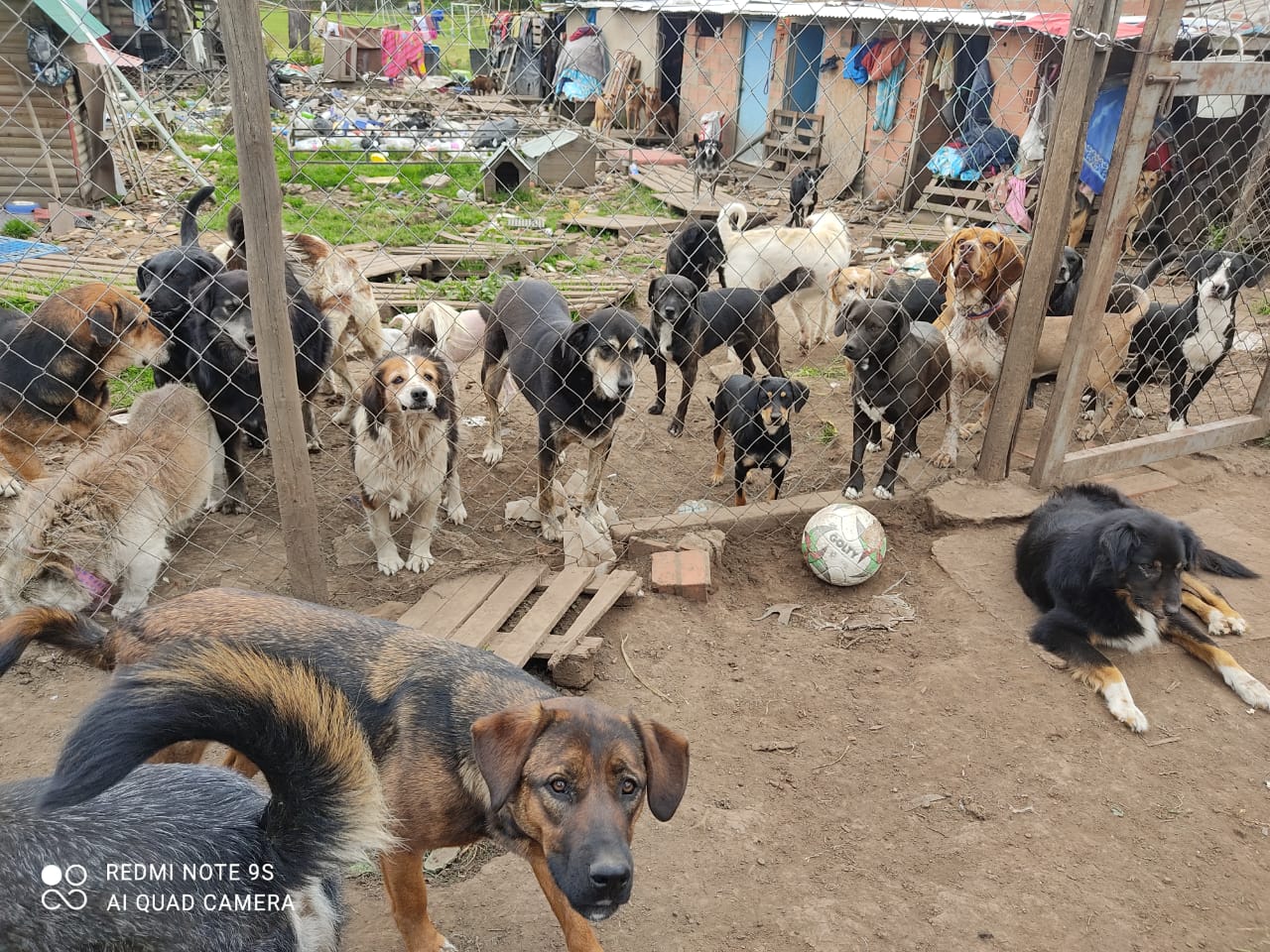 Esta fundación se dedica al rescate de animales en Suba.