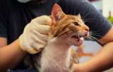 Tres cosas que pueden marcar la diferencia para salvar a su mascota en una emergencia