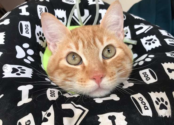 Sr. Bigotes, el gato enfermo que llegó solo a una veterinaria en busca de ayuda