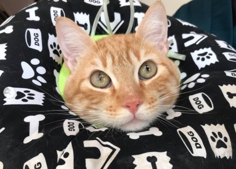 Sr. Bigotes, el gato enfermo que llegó solo a una veterinaria en busca de ayuda