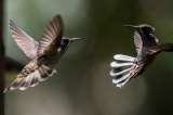 Las aves musicales de Pombo