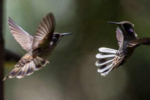 ¡La feria de las aves!
