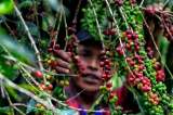 El café colombiano entra en un bache productivo: la cosecha cayó 36 % en febrero