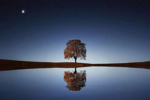(Cuento indígena) Pania Pak’uru: el árbol del agua