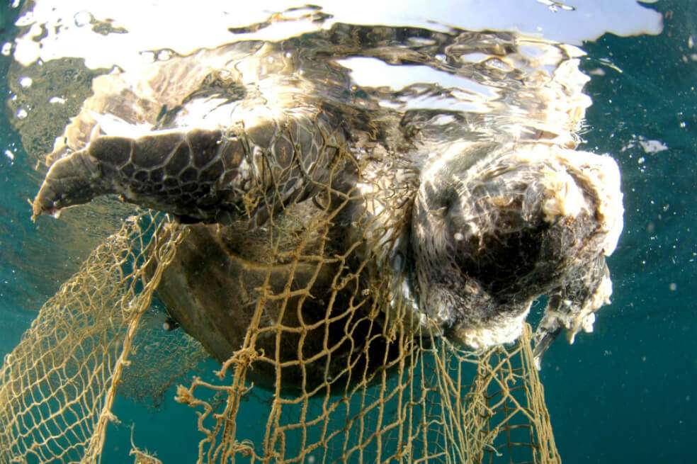 Según la Unión Europea, los plásticos de un solo uso representan cerca del 70% de los desechos plásticos que contaminan las aguas. / Wikimedia Commons