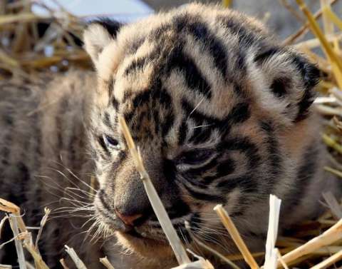 Nace un raro ejemplar de tigre de sumatra, especie en grave peligro de extinción