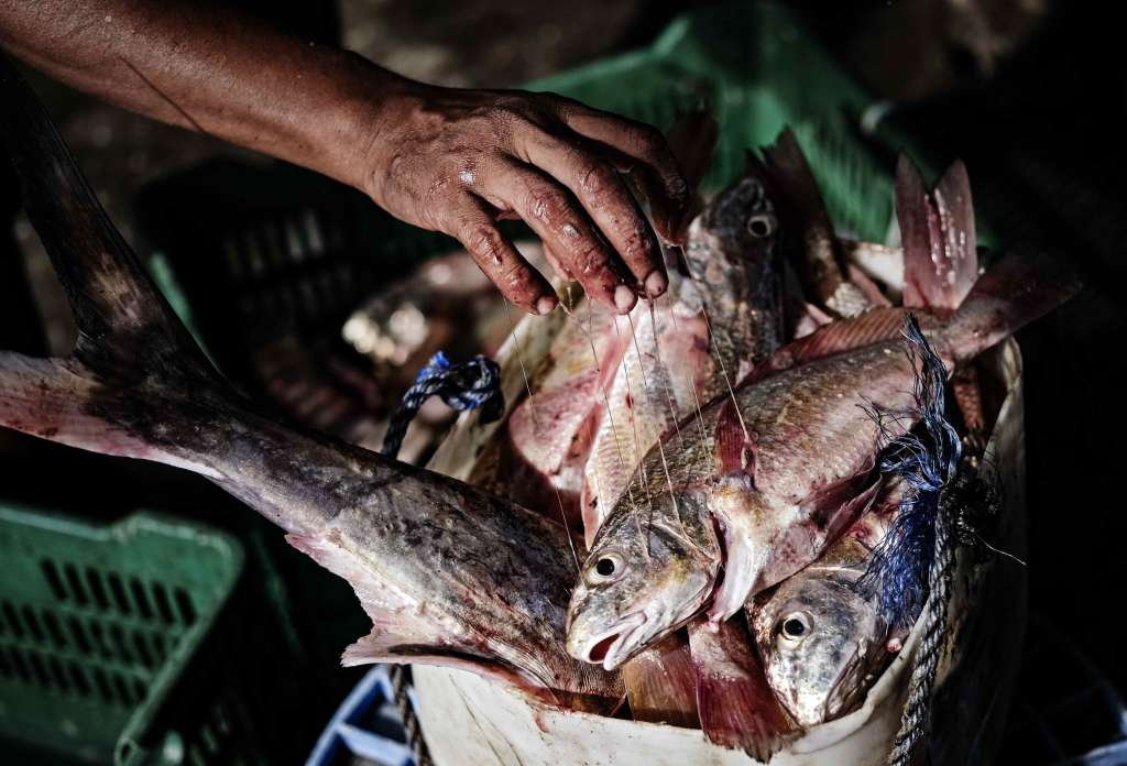 -FOTODELDÍA- AME2485. SAN JOSÉ (COSTA RICA), 07/06/2024.- Un pescador artesanal alista pescados el 5 de junio de 2024, en la provincia de Puntarenas (Costa Rica). La producción pesquera y acuícola mundial alcanzó en 2022 un récord de 232,2 millones de toneladas con proyecciones de crecimiento de un 10 % para la próxima década, y con el reto para el sector de consolidarse como clave para la seguridad alimentaria global. EFE/Jeffrey Arguedas