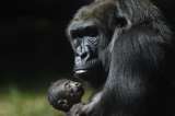 Tercera cría de gorila amenazado de extinción nace en zoológico brasileño