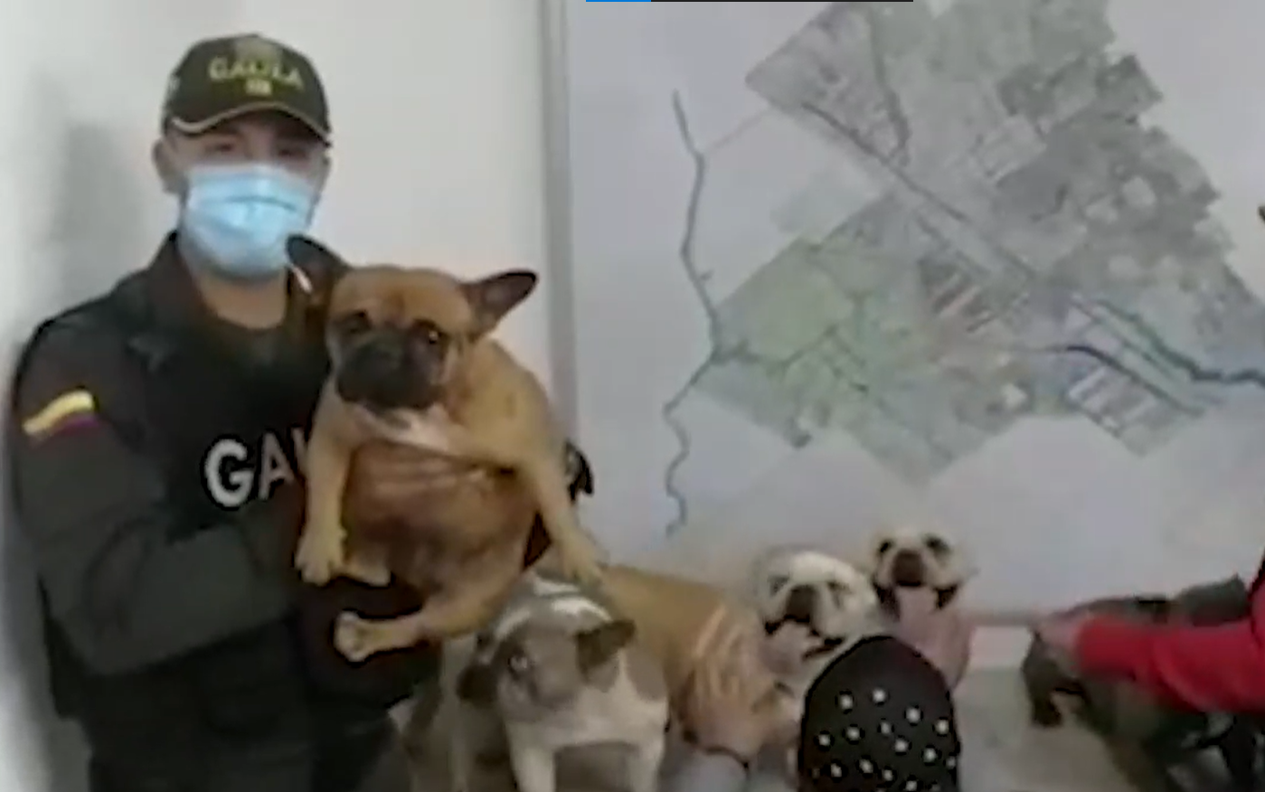 Bulldogs recuperados en Cundinamarca.
