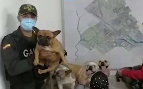 Rescatan a los seis bulldogs que fueron robados en una finca en Cundinamarca