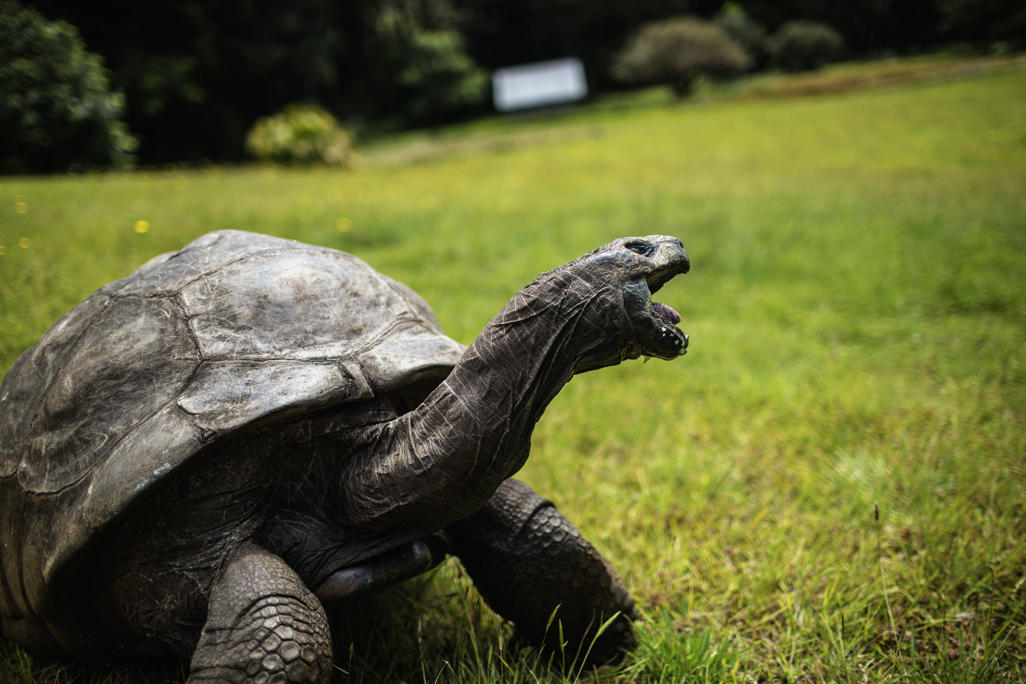 La tortuga Jonathan, el animal terrestre más viejo del planeta.