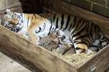 Emotivo video: tres cachorros de tigre Amur nacieron en un zoológico de EE. UU.