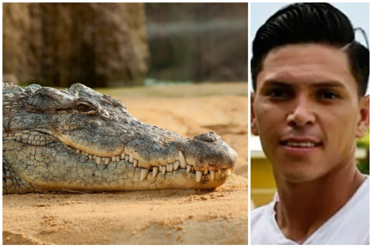 La fuerza de mordida de un cocodrilo es de millas de libras de fuerza por pulgada cuadrada, psi. Hay especies de este gran reptil que pueden ejercer una fuerza de entre 2000 y 3000 psi.