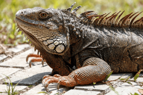 Recomendaciones para evitar atropellar animales silvestres durante estas vacaciones
