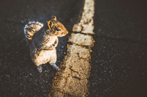 Zarigüeyas y ardillas, los animales que más estrellan los conductores