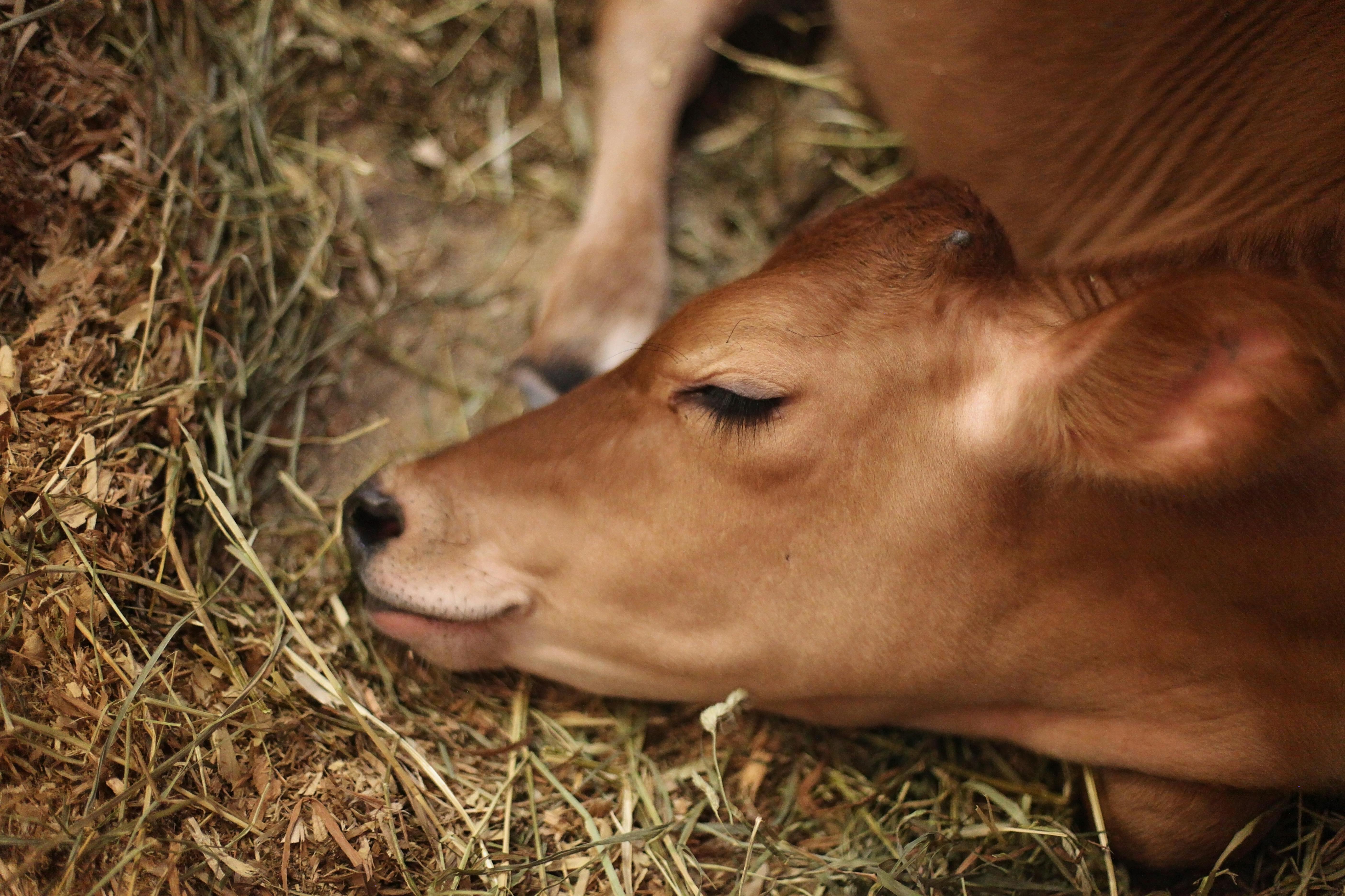 Aunque las vacas generalmente no son consideradas mascotas comunes, con el cuidado y la atención adecuados, estos animales pueden establecer vínculos muy fuertes con sus dueños