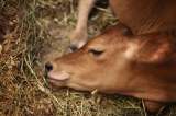 ¿Cuánto dura el embarazo de una vaca?