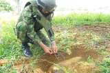 Desactivan campo minado de las Farc en Cauca