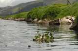 Buscan niños que cayeron al embalse del Muña en Sibaté