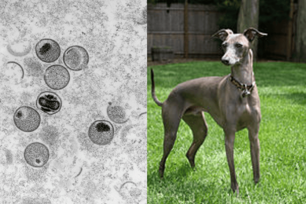 Un galgo italiano de cuatro años que empezó a mostrar síntomas 12 días después de sus dueños.