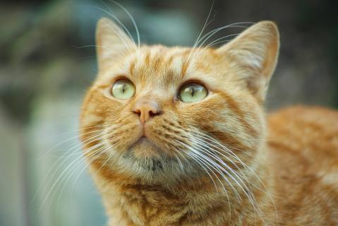 ¿Por qué son especiales los gatos naranjas?