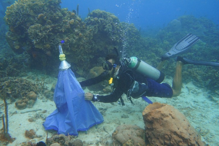 Así se criarán larvas de coral para recuperar el PNN Corales del Rosario