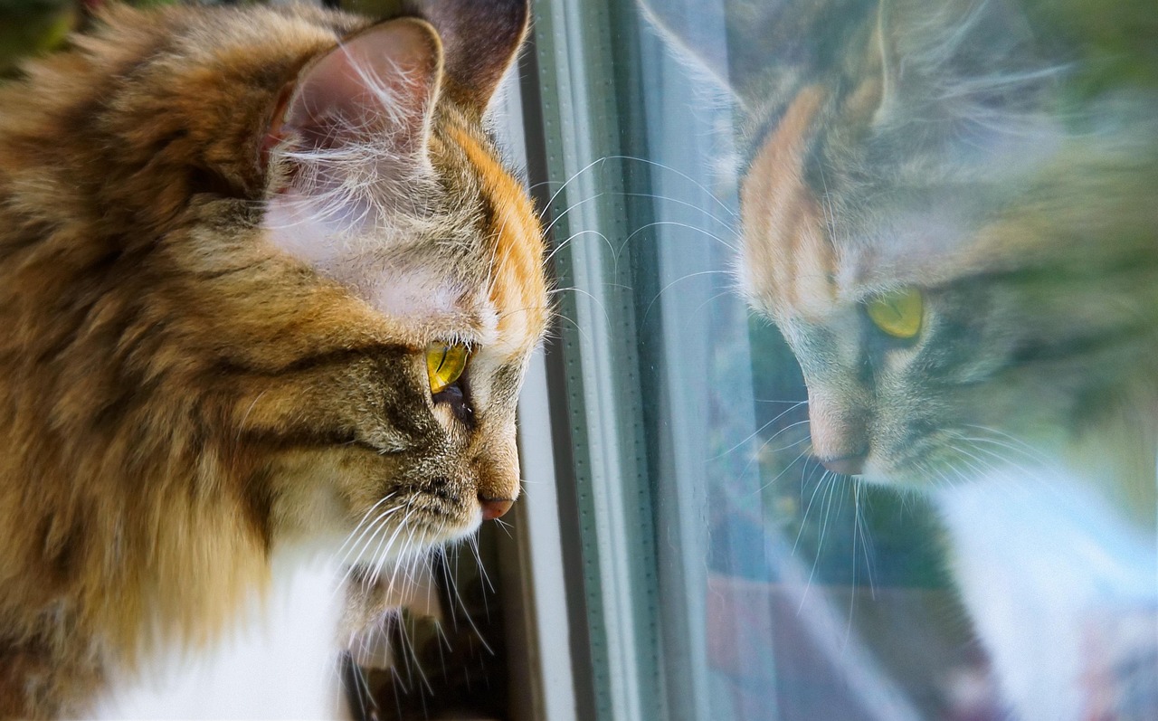 Síndrome del gato solitario: qué es y cómo identificarlo en su felino