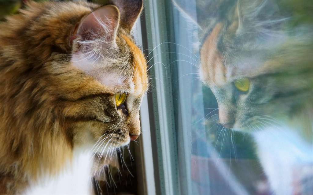 Síndrome del gato solitario: qué es y cómo identificarlo en su felino
