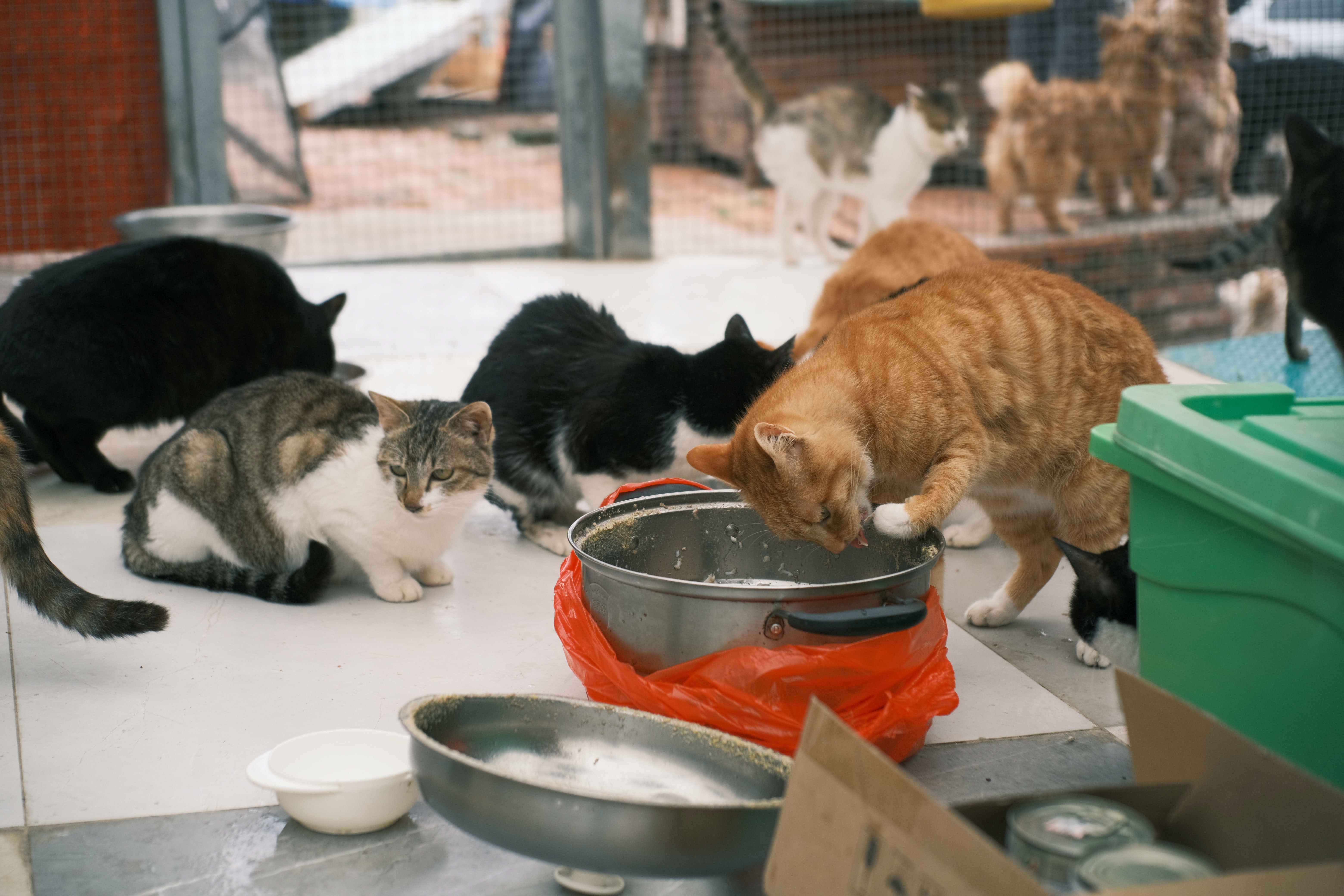 Solo dos gatos han sido trasladados para recibir atención veterinaria prioritaria. Los restantes, continúan en el apartamento y se les ha llevado comida y arena. Se dará adopción paulatinamente.