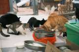 ¿Qué pasó con los 70 gatos abandonados en apartamento de Bogotá? Este es su estado