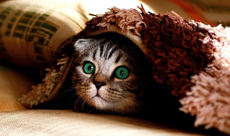 ¿Por qué algunos gatos se esconden cuando están enfermos?