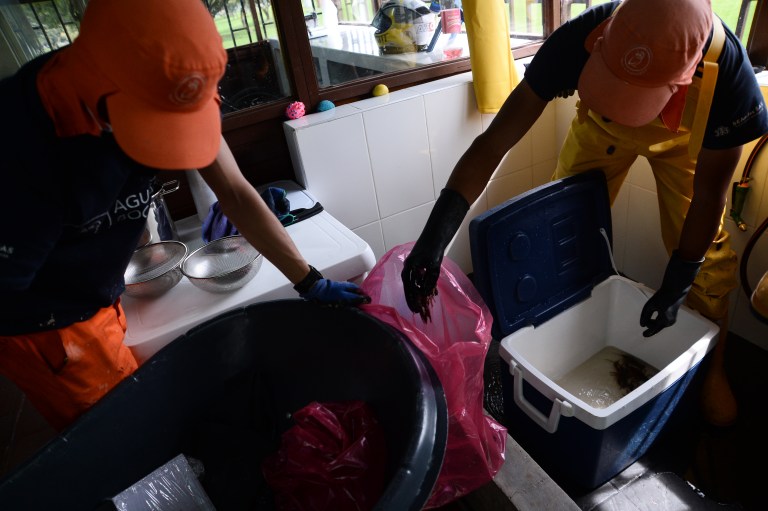 Luego de atrapar los cangrejos rojos, se almacenan y luego se procesan para fabricar croquetas para otros animales.
