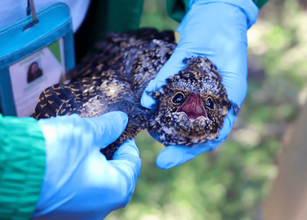 El equipo de rescatistas de fauna ha logrado recuperar 2 chotacabras, 1 búho y 1 coatí.