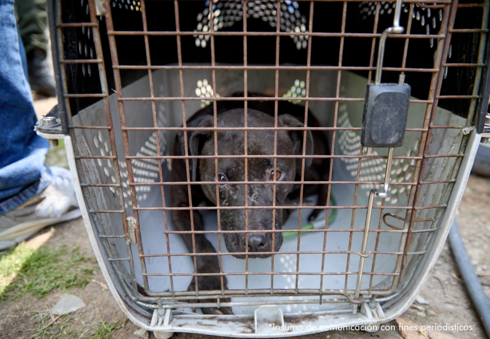 El operativo dejó el rescate de 12 animales con evidentes señales de violencia.