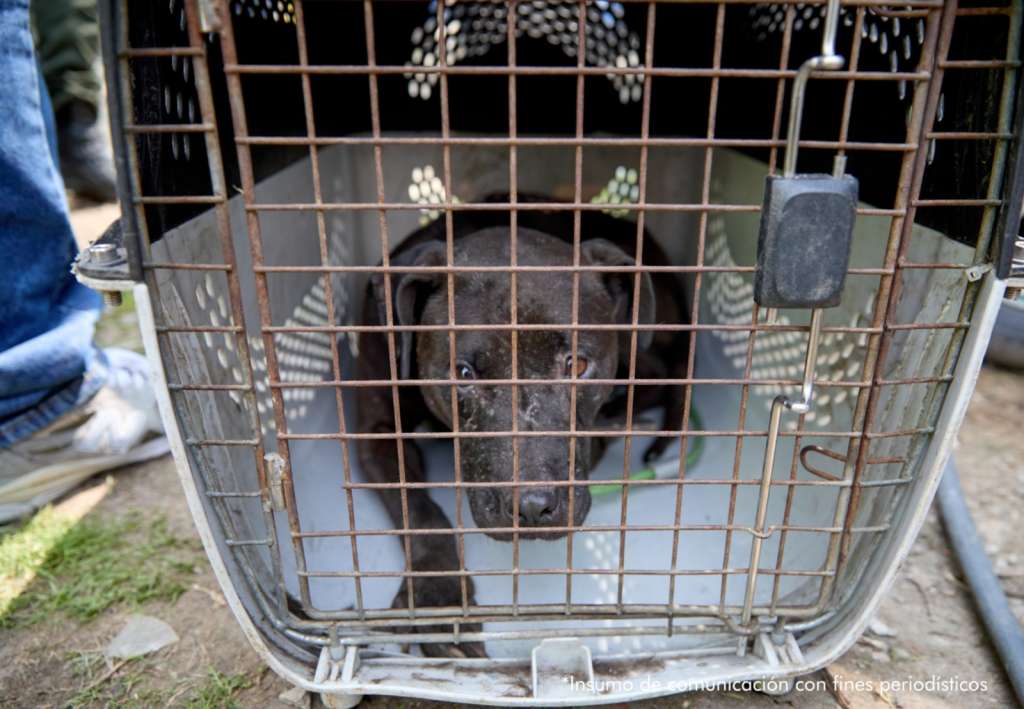 El operativo dejó el rescate de 12 animales con evidentes señales de violencia.