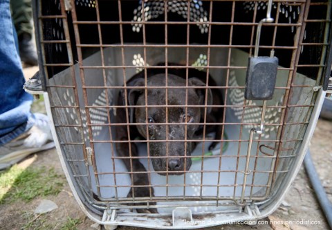 La trama que revela la red internacional de peleas de perros descubierta en La Calera