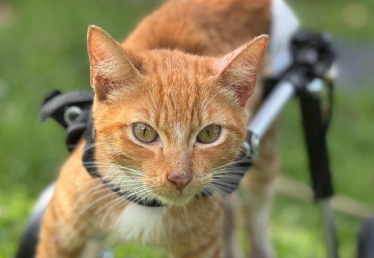 Fundación hizo evento para ayudar a gatitos y solo participaron tres personas