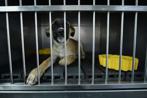 Demandan a un perro y a sus dueños, por muerte de gato, en el norte de Bogotá