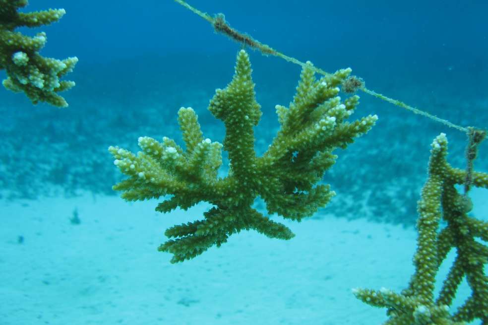 Un fragmento de coral, de la especie “acropora prolifera”, colgado de una de las guarderías de coral en la isla de Providencia. / Fotos: Archivo Parque Nacional Natural Old Providence McBean Lagoon