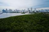 Los manglares: cuna de biodiversidad costera y aliados en la lucha climática