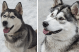 Husky siberiano y alaskan malamute: diferencias y similitudes