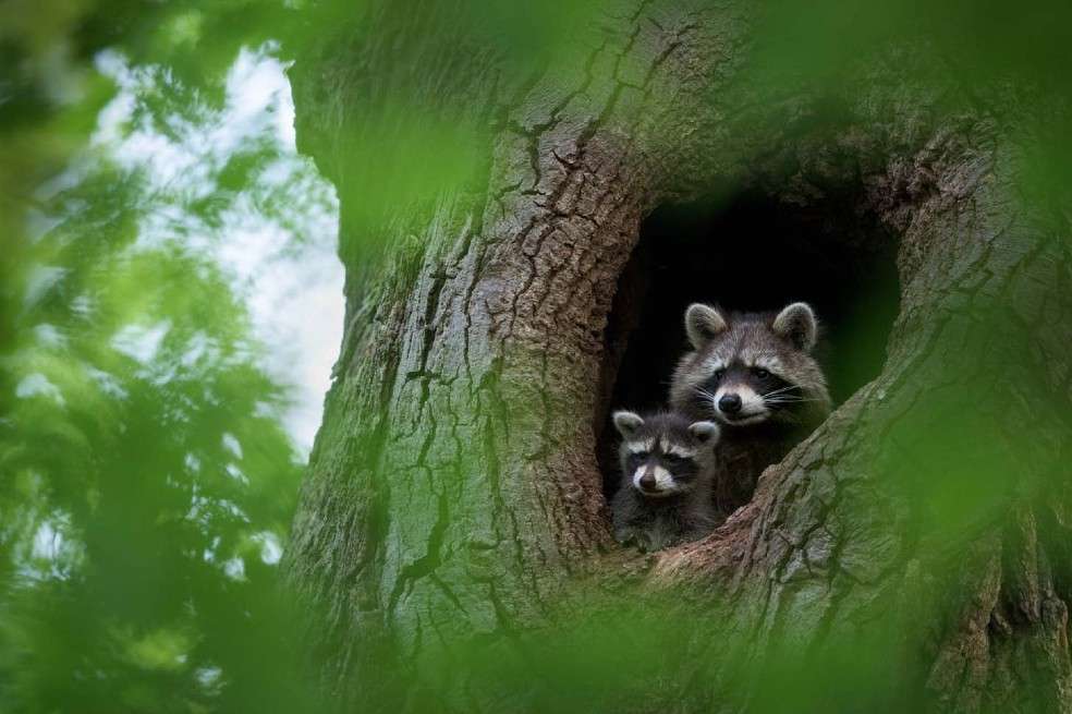 Una familia de mapaches, retratada por Dominik Janoschka, quedó en el tercer lugar en la categoría "Especial".
