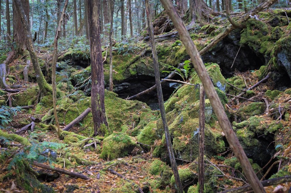 Bosque de Aokigahara, Japón. Más conocido como el "Bosque de los suicidas".