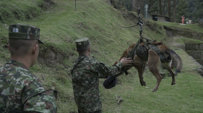 En vídeo: así entrenan a los perros del Ejército Nacional en Colombia