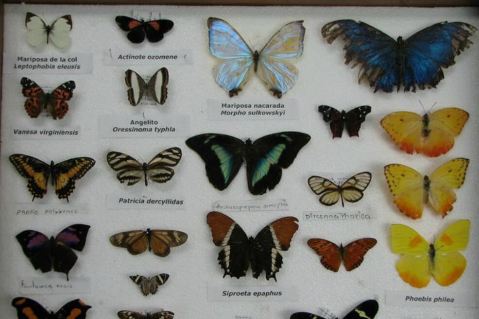 Tenían 65 especies de mariposas y 23 plantas hospederas de 18 especies de mariposas / Cortesía