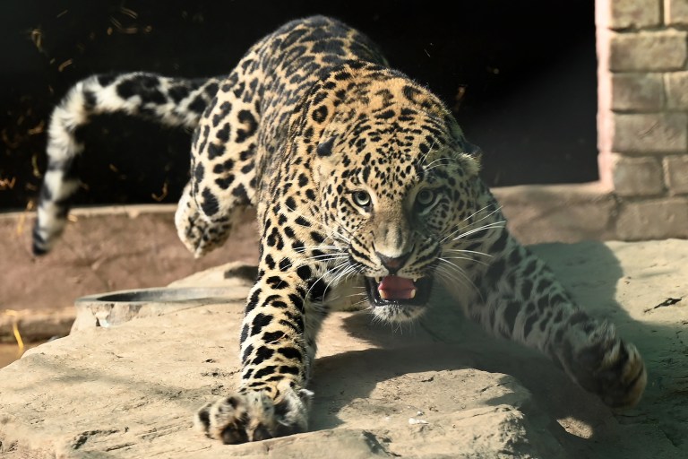 (Fotos) Capturan a leopardo que escapó de su casa e hirió a 4 personas en Pakistán