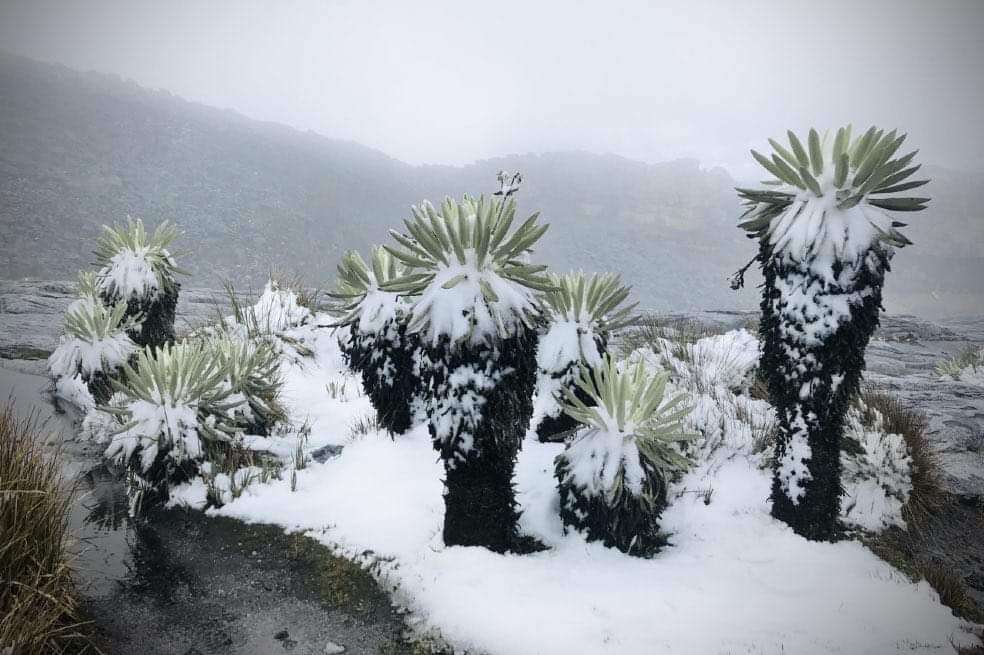 Los frailejones, propios de estos ecosistemas, se han visto afectados por los incendios.