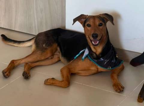 Guairo perdió a su pequeño tutor en el terremoto, pero su historia tuvo un final feliz