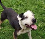 ¿Quiere adoptar una mascota en Bogotá? Estos perritos buscan una nueva familia