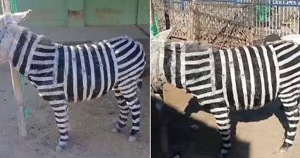 El personal del zoológico intentó defender su decisión alegando que el tinte utilizado no era tóxico ni perjudicial para la salud de los burros.